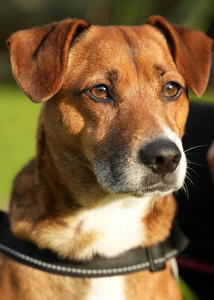 The Dog House A Production by South Pacific Pictures South Pacific